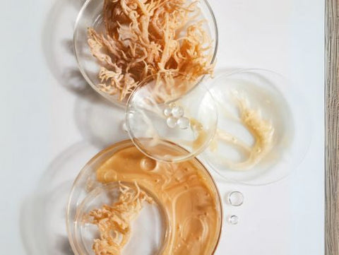 Sea Moss 101, Nature's mineral-rich superfood everyone's talking about
